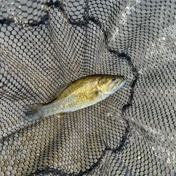 スモールマウスバス