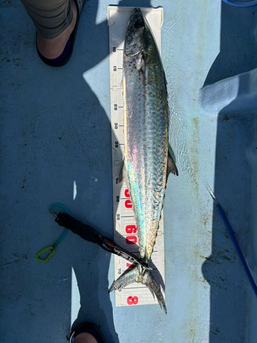 サワラの釣果