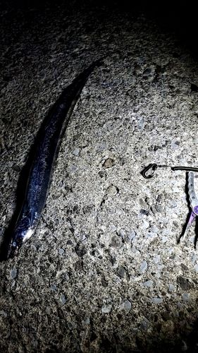 タチウオの釣果