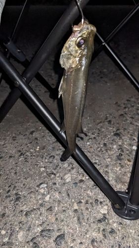 セイゴ（タイリクスズキ）の釣果