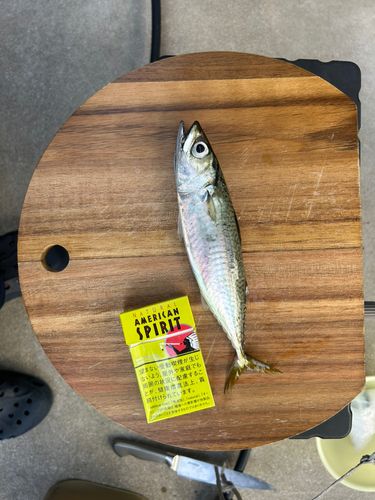 釣果