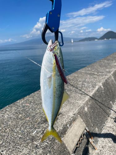 ワカシの釣果