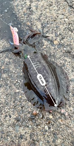 アオリイカの釣果