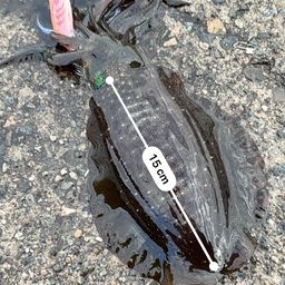 アオリイカ