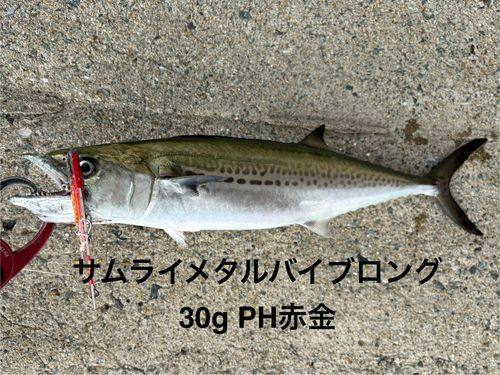 サゴシの釣果
