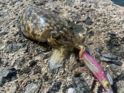 アオリイカの釣果