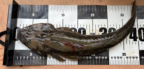コチの釣果