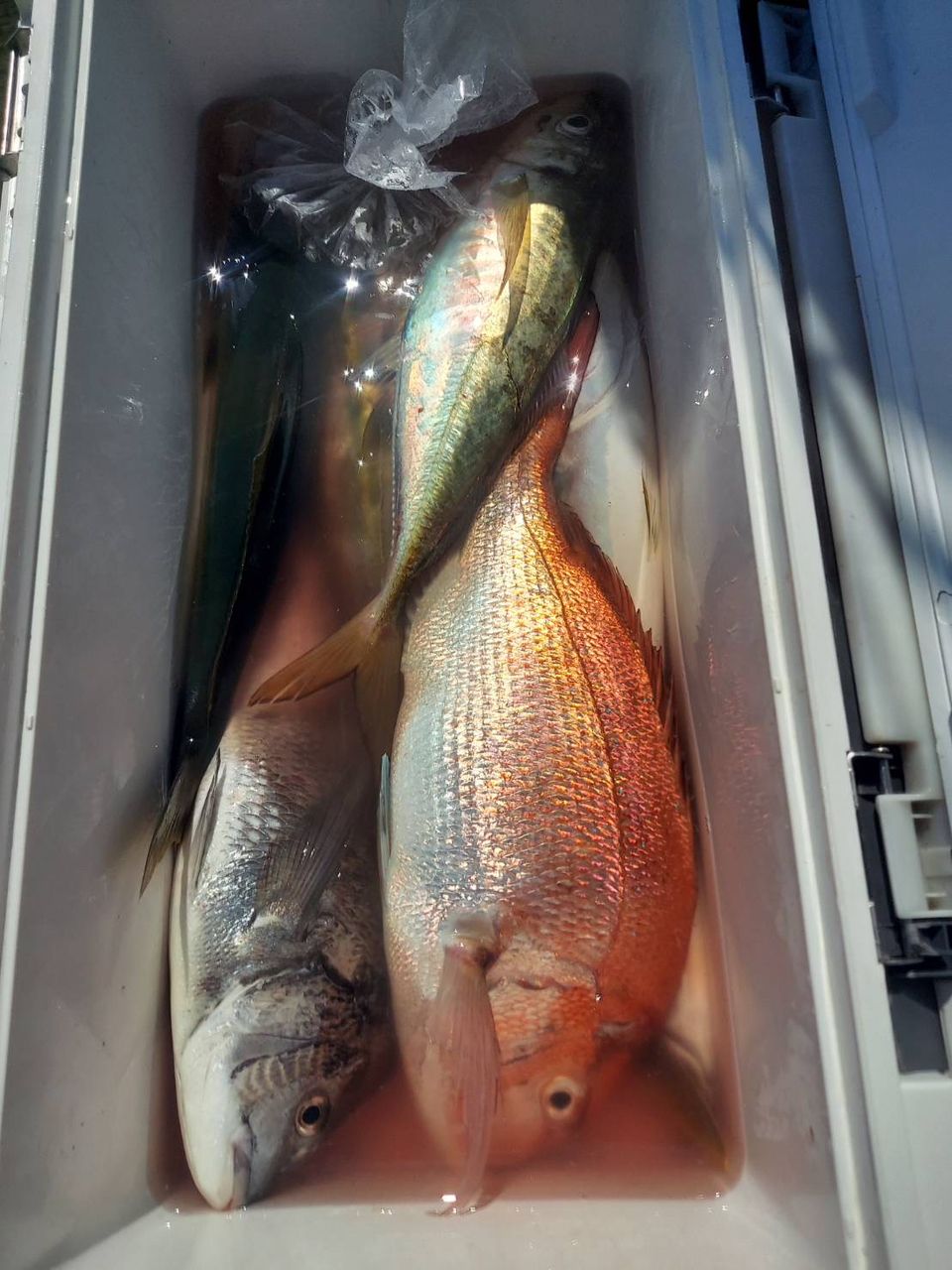 新品　半額　トライアンフ7:3調子 船竿 2本　マダイ　アジ　サバ　イサキ 新品 半額 トライアンフ7:3調子 船竿 2本 マダイ アジ サバ イサキ