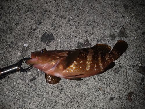 キジハタの釣果