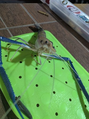 オニテナガエビの釣果