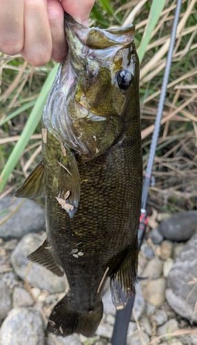 スモールマウスバスの釣果