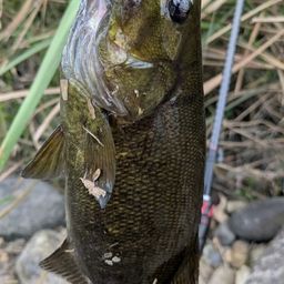 スモールマウスバス