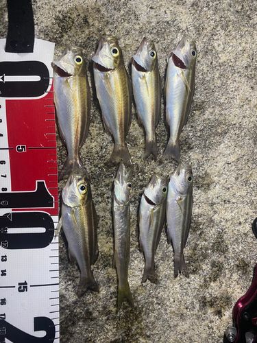 イサキの釣果