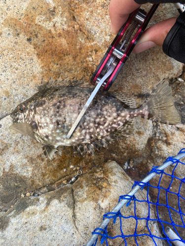 アイゴの釣果