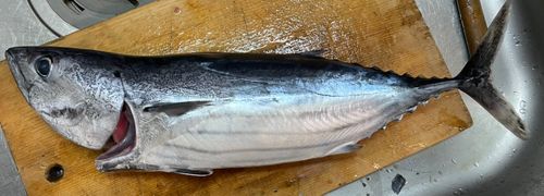 相模湾