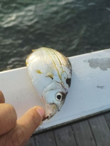 ヒイラギの釣果