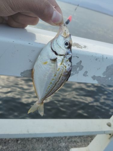 ヒイラギの釣果