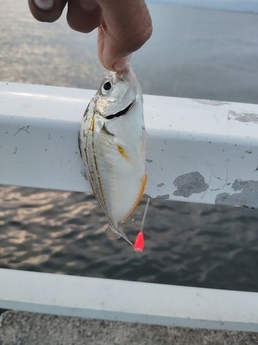 ヒイラギの釣果