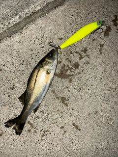 セイゴ(マルスズキ)の釣果