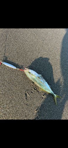 仙台サーフ