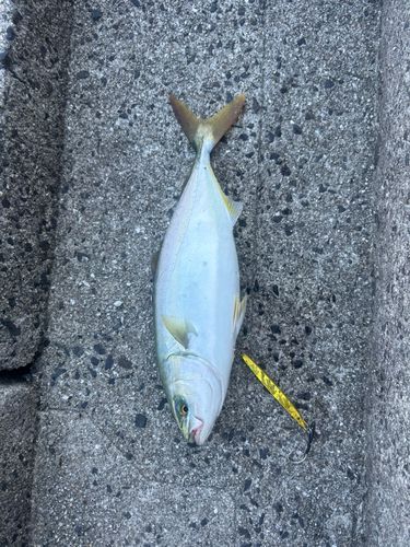 ヤズの釣果
