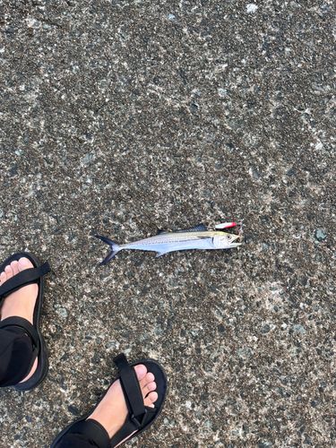 タチウオの釣果