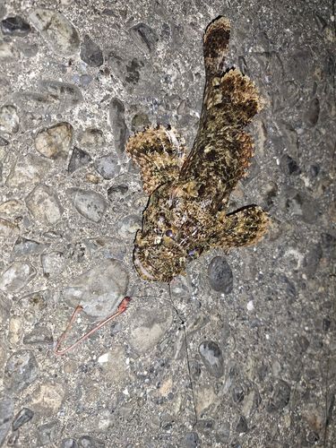 袖師漁港