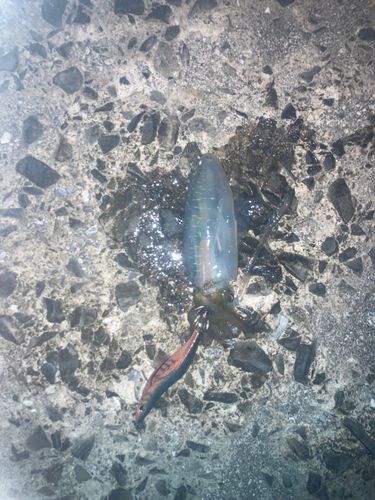 鹿児島湾南部