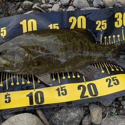 スモールマウスバス