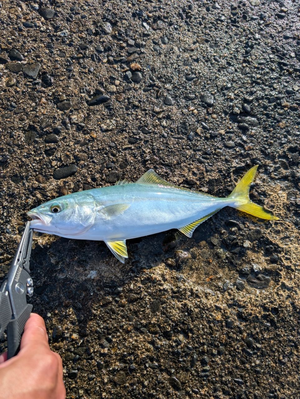 ワカシ