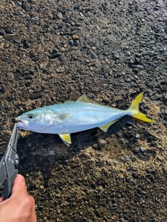 ワカシの釣果
