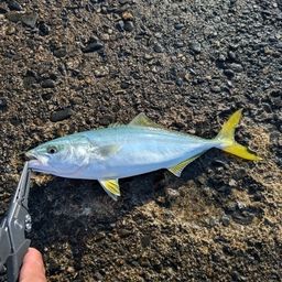ワカシ