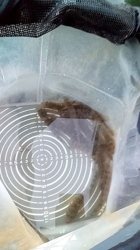 マハゼの釣果