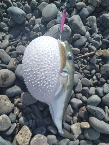 フグの釣果