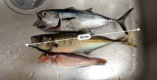アジの釣果