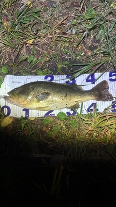 ラージマウスバスの釣果