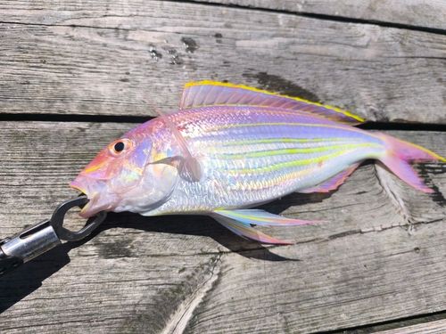 イトヨリダイの釣果