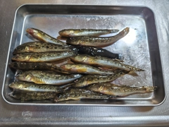ハゼの釣果
