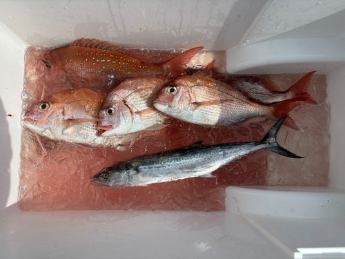 マダイの釣果