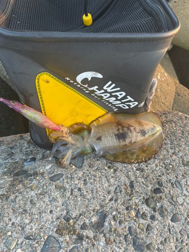 アオリイカの釣果
