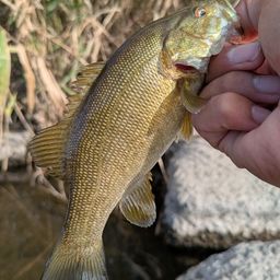 スモールマウスバス