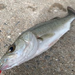 セイゴ（マルスズキ）