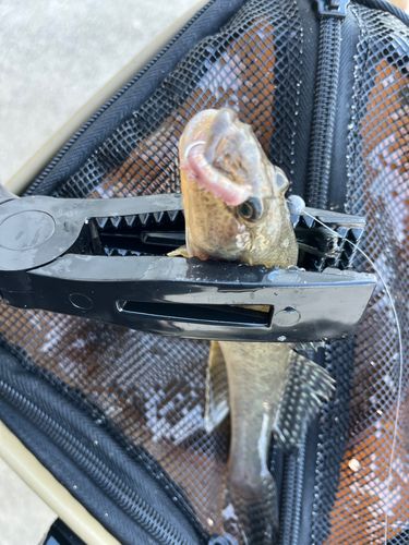 マハゼの釣果