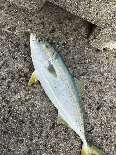 ハマチの釣果