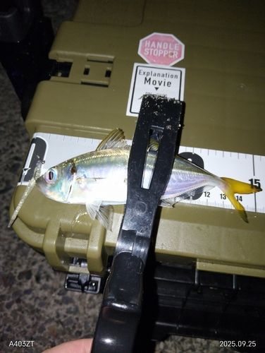 アジの釣果