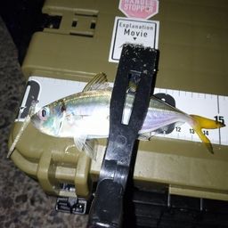 アジ