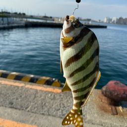 タカノハダイ