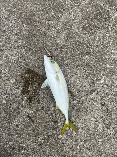 ツバスの釣果