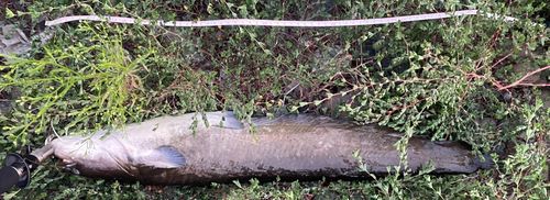 ナマズの釣果