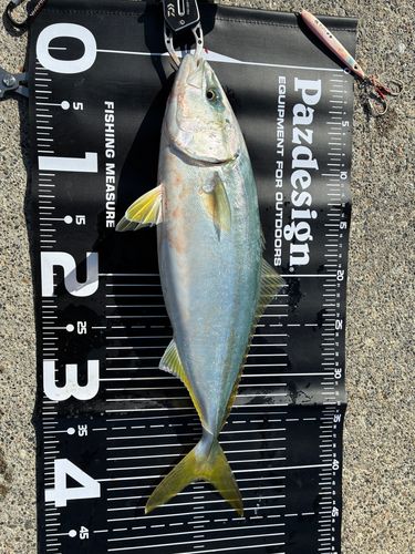 イナダの釣果